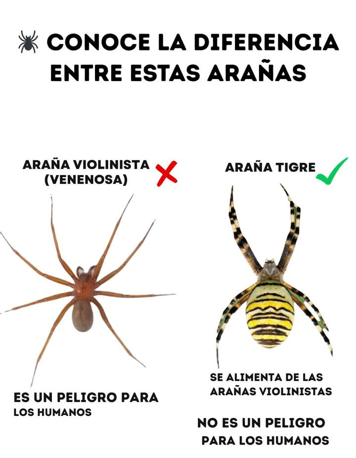 Material informativo sobre diferentes arañas
