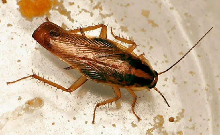 Imagen de una cucaracha
